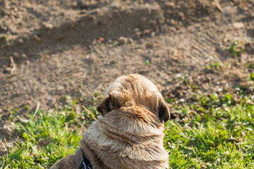 Brown dog of the breed mobs