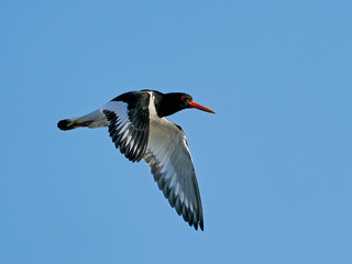 Eurasian oystercatcher (Haematopus ostralegus)