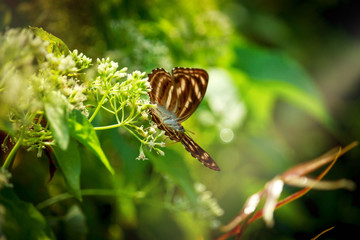 Butterfly butterfly on wild flower  in summer spring field