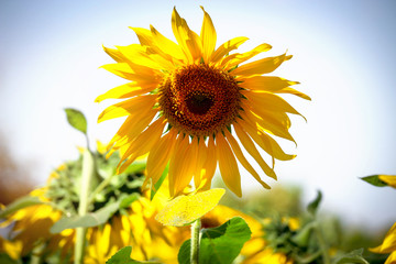 Beautiful yellow sunflower blooming in summer field