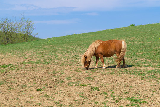 Lunch in the field. Grazing horse in Zselic Valley, Hungary.