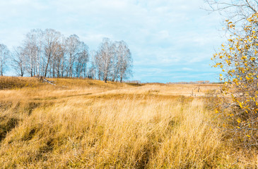 Fototapeta premium Trees on the autumn fields. Autumn landscape.