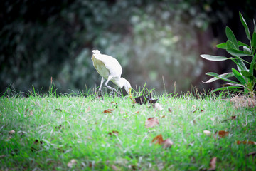 White heron, bittern,or egret bird slowly walking in the green field.