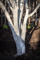 Protection of garden trees by painting from pests.
