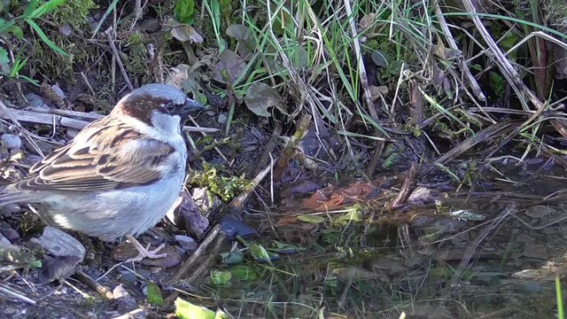 Haussperling (Passer domesticus)