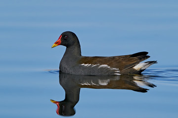 Common moorhen (Gallinula chloropus)
