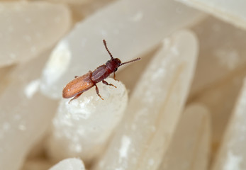 Macro Photo of Sawtoothed Grain Beetle on Raw Rice