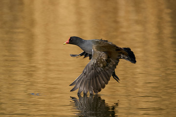 Common moorhen (Gallinula chloropus)
