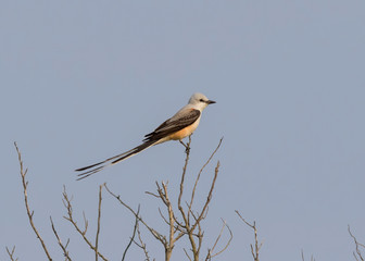 The scissor tailed flycatcher (Tyrannus forficatus) perched on the bush, Texas