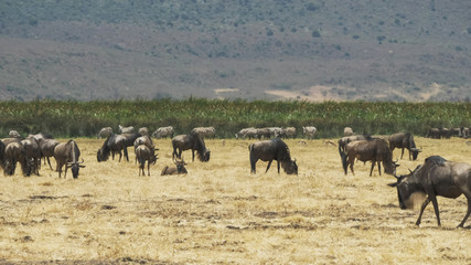 wide shot of a herd of wildebeest feeding at ngorongoro crater