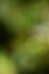 Abstract wallpapers. Blurred bokeh with green tones