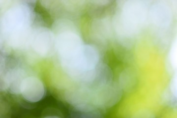 Obraz premium Abstract wallpapers. Blurred bokeh with green tones
