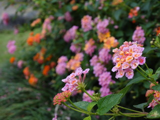 pink flowers in the garden