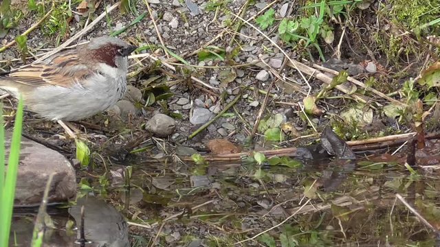 Haussperling (Passer domesticus)