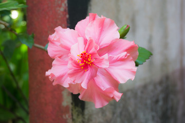 
Hibiscus flowers , pink flowers on a tree