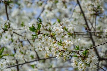 Sour cherry tree blossom, white tender flowers in spring on blue sky, selective focus, seasonal nature flora