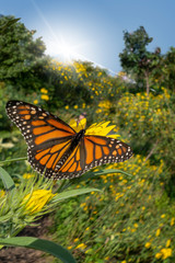 monarch yellow orange black butterfly in a bright sunny flower garden