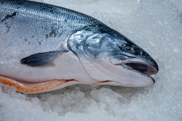 fresh sea trout on ice at the market