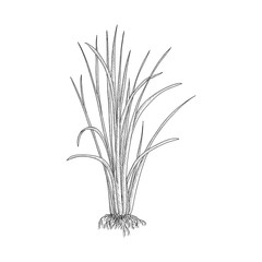 vector drawing vetiver plant