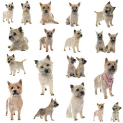 group of cairn terrier