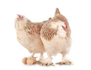 Faverolles chicken in studio
