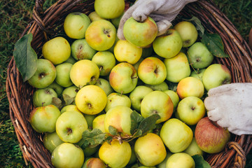 Farmer hands putting apple into wicker basket, full of freshly picked ripe apples on the lawn at the garden. Harvest concept.