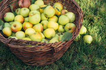 Freshly picked organic apples in big wicker basket on the green grass at the garden. Harvest concept.