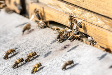 Close up of flying honey bees into beehive apiary Working bees collecting yellow pollen
