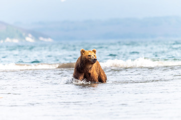 Fototapeta premium Ruling the landscape, brown bears of Kamchatka (Ursus arctos beringianus)