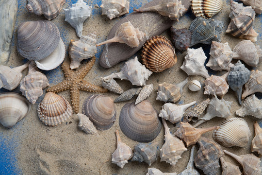 shells on the beach