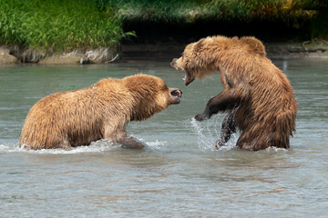 Obraz premium Ruling the landscape, brown bears of Kamchatka (Ursus arctos beringianus)