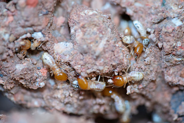 close up group of Termites or white ants worker on the ground