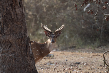 BEHIND THE WOODS, SPOTTED DEE