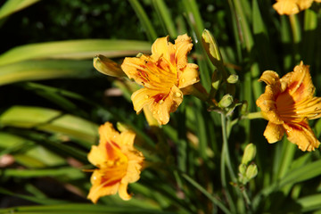 Floral background. Beautiful orange daylily flowers close up. Yellow flowers with dew drops on a background of green leaves. Horizontal, close-up, cropped shot, free space. Floriculture concept.