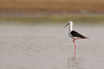 Black winged slit in water with beautiful background 