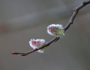 Willow branch with buds and flowers