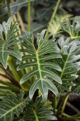 fresh green philodendron leaves in nature garden