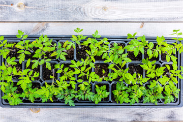The young tomato seedling  ready to plant in the ground.
