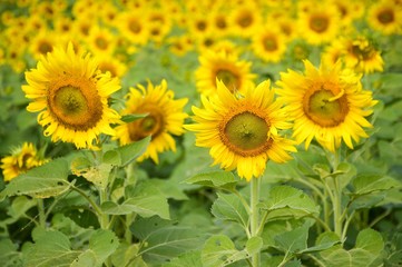 Naklejka premium yellow sunflower in nature garden