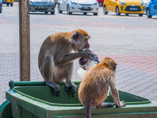 long tailed macaques on a trash bin