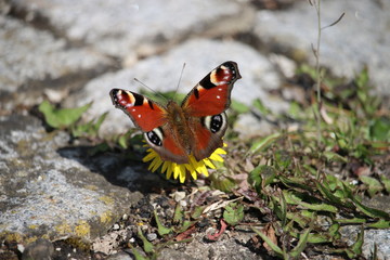 Schmetterling auf Blume