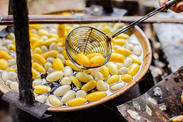 silk worms yellow from farm