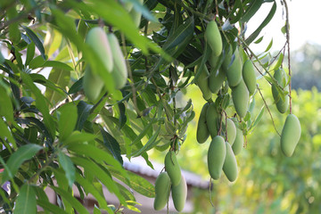 Green mango that is not yet ripe.
