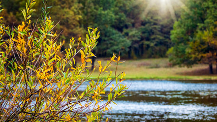 Tree branches with autumn leaves on river and forest background in sunlight