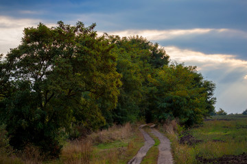 Road in the field, trees near the field road