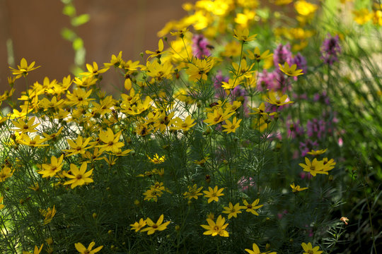 Blurred background of yellow flowers. Beautiful variegated yellow flowers of Coreopsis on a sunny day in the garden. Close-up, blur, cropped shot, free space. Floriculture concept.