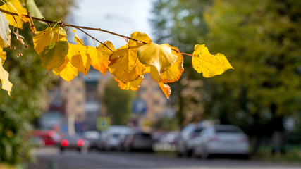 Obraz premium Branch with yellow autumn leaves on a modern city street background