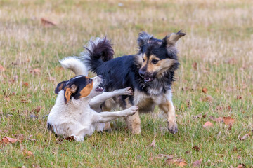 Naklejka na ściany i meble Two little dogs play on the grass in the fall