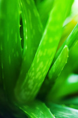 Aloe Vera Plant, nature background