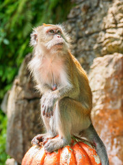 long tailed macaque on a fence